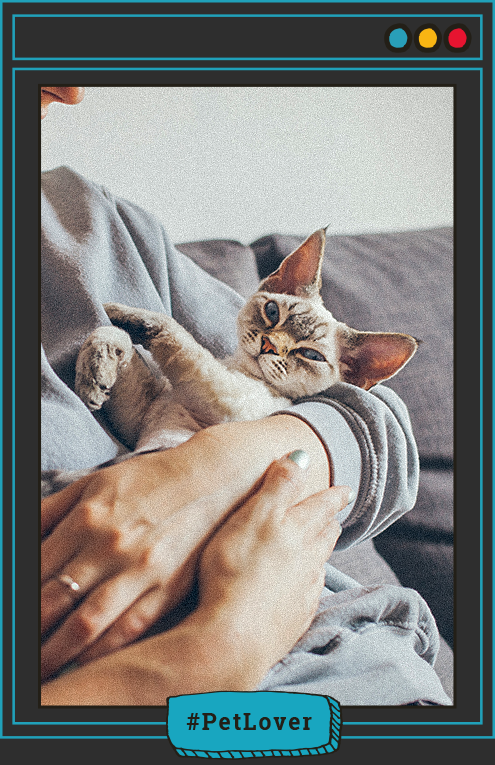 cómo saber qué tamaño alcanzará tu gato